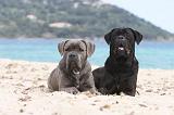 CANE CORSO 628